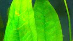 Fotosynthese läuft ;-)