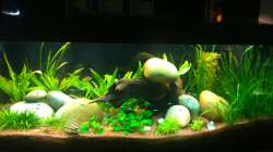 Aquarium AmazonParadies