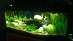 Aquarium AmazonParadies