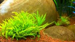 Pflanzen im Aquarium AmazonParadies