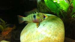 das Schmetterlingsbuntbarsch Weibchen kurz vor der Eiablage