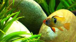 Besatz im Aquarium AmazonParadies