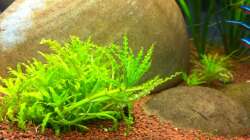 Neue Bodenbepflanzung