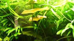 Oberer Bereich - mittig