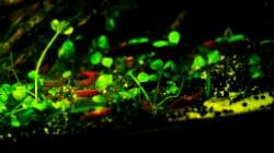 Red Fire Nahaufnahme