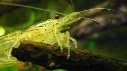 Caridina multidentata