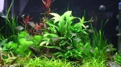 Aquarium Gesellschaftsbeckern