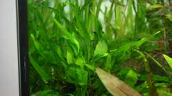 Pflanzen im Aquarium Gesellschaftsbeckern