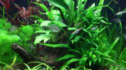 Dekoration im Aquarium Gesellschaftsbeckern