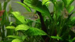 Pflanzen im Aquarium Gesellschaftsbeckern