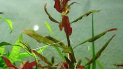 Pflanzen im Aquarium Gesellschaftsbeckern