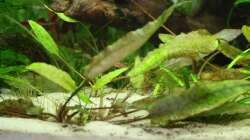 Pflanzen im Aquarium Gesellschaftsbeckern