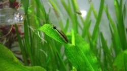 Besatz im Aquarium Gesellschaftsbeckern