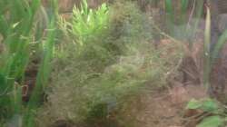 Großer ´Busch´ Javamoos