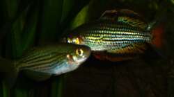 Melanotaenia macculochi