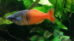 M. boesemani Männchen