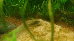 Corydoras melanotaenia ´Gold stripe´