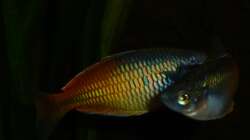 Melanotaenia boesemani