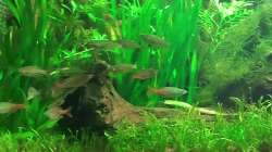 Besatz im Aquarium Underwater Rainbows (Nurnoch Beispiel)