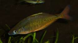 Chilaterina fasciata 4