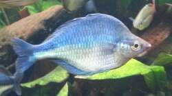 M. lacustris Männchen