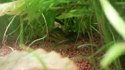 Besatz im Aquarium Underwater Rainbows (Nurnoch Beispiel)