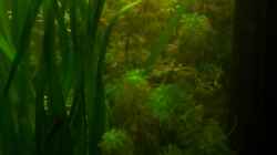 Pflanzen im Aquarium Underwater Rainbows (Nurnoch Beispiel)