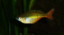 Besatz im Aquarium Underwater Rainbows (Nurnoch Beispiel)