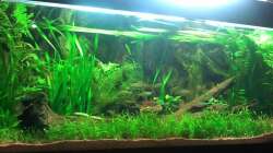 Besatz im Aquarium Underwater Rainbows (Nurnoch Beispiel)