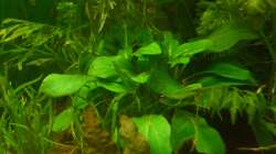 Pflanzen im Aquarium Underwater Rainbows (Nurnoch Beispiel)