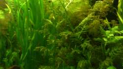 Der ´Urwald´ als Rückzugsmöglichkeit