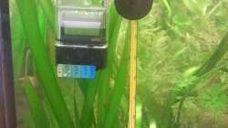 Co2-Langzeittest und Thermometer