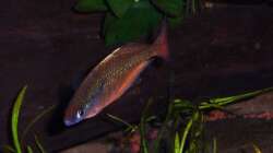 Chilaterina fasciata 3