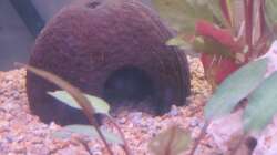 Dekoration im Aquarium 120 Liter Roter von Rio