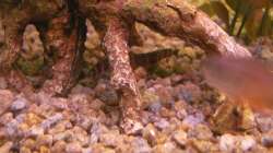 Besatz im Aquarium 120 Liter Roter von Rio