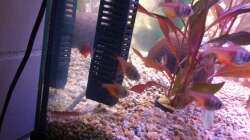 Besatz im Aquarium 120 Liter Roter von Rio