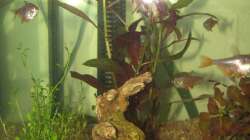 Besatz im Aquarium 120 Liter Roter von Rio