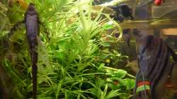 Harnischwels (Männchen) betreibt Nestpflege