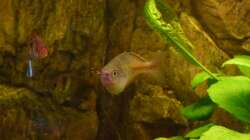 Regenbogenfisch frisst Spinne