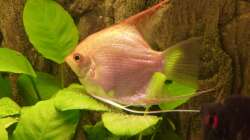 Skalar Weibchen beim ablaichen