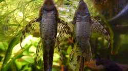 Harnischwelse laichen (links M, rechts W)