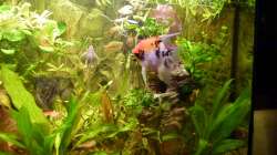 Aquarium rechte Seite