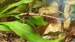 Langflossen-Harnischwels (Männchen)