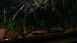 aktuelle Komplettansicht 11.01.2013