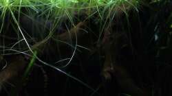 Pflanzen im Aquarium kleines schwarzes