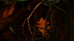 Besatz im Aquarium kleines schwarzes