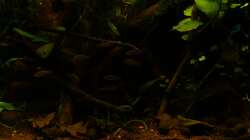 Besatz im Aquarium kleines schwarzes