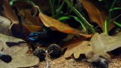 wie man hier sieht...