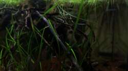 hier kann man erkennen, wie klar das Wasser ist