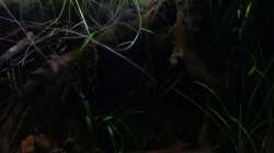 Pflanzen im Aquarium kleines schwarzes